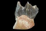 Hyracodon (Running Rhino) Jaw Section - South Dakota #99594-1
